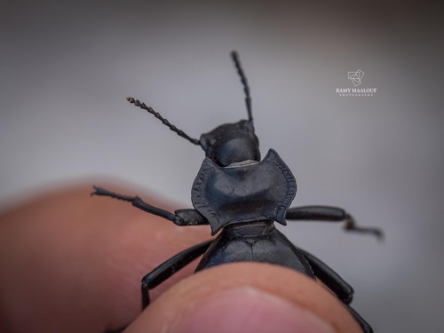 Akis trilineata barbara