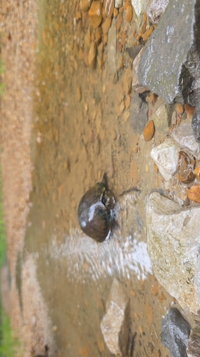 Eastern Mud Turtle