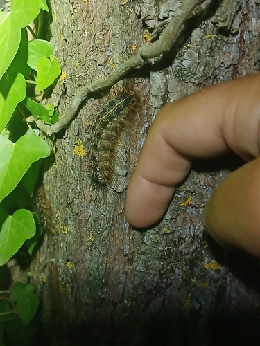 Spongy Moth