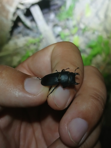 Lesser Stag Beetle