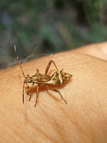 Camptopus lateralis
