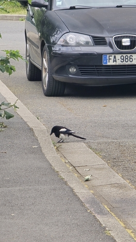 Eurasian Magpie
