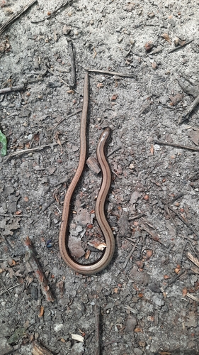 Common Slowworm