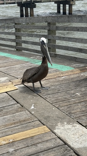 Brown Pelican