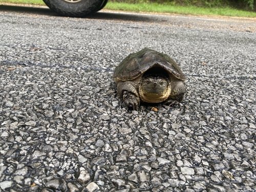 Common Snapping Turtle