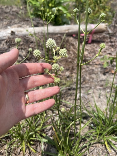 rattlesnake master