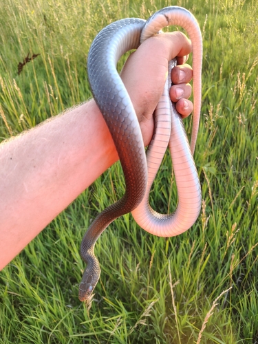 North American Racer