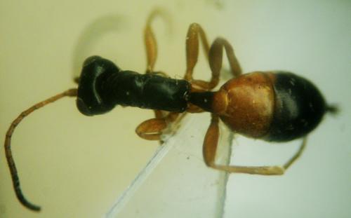 Gelis venatorius