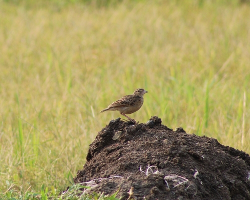 Bengal Bushlark