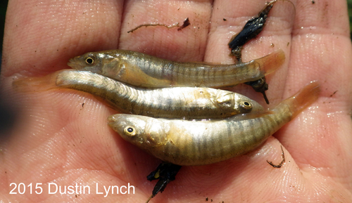 Northern Plains Killifish