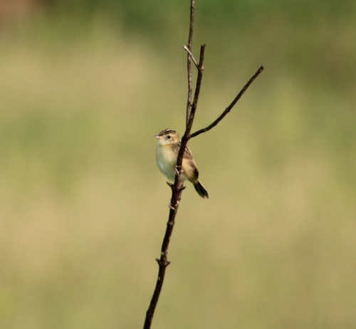 Zitting Cisticola