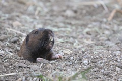 Botta's Pocket Gopher