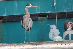 Great Blue Heron