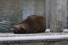 California Sea Lion
