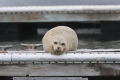Pacific Harbor Seal