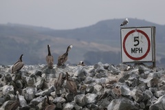 California Brown Pelican