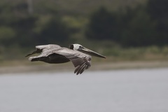 California Brown Pelican