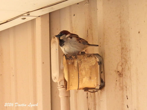 House Sparrow