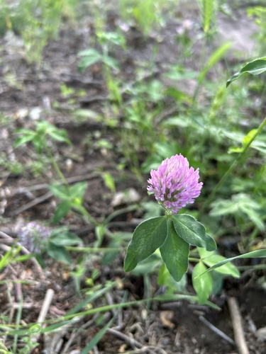 Red Clover