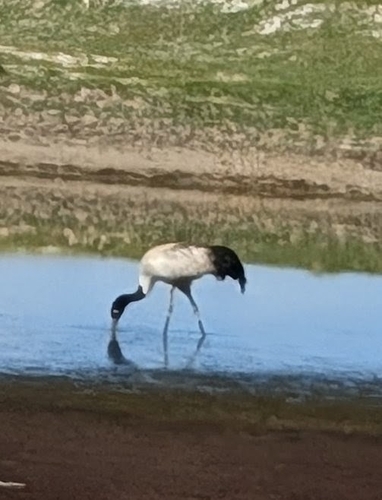 Black-necked Crane
