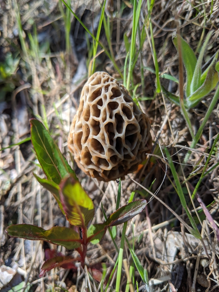 true morels from San Diego County, USCA, US on April 22, 2020 at 0934