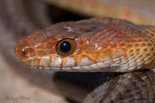 Baird's Ratsnake