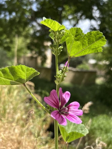 Common Mallow