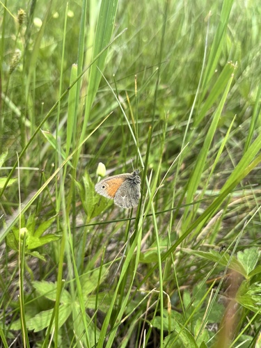 Common Ringlet