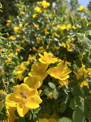 Western Honey Bee