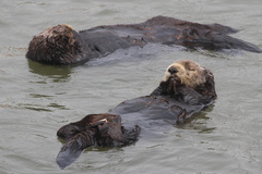 Southern Sea Otter