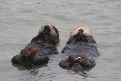 Southern Sea Otter