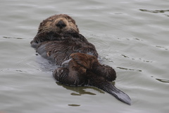 Southern Sea Otter
