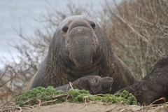 Northern Elephant Seal