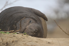 Northern Elephant Seal