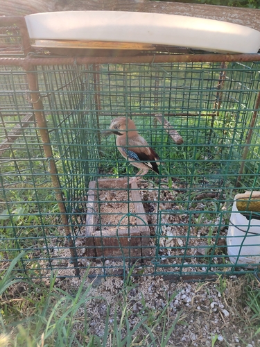 Eurasian Jay