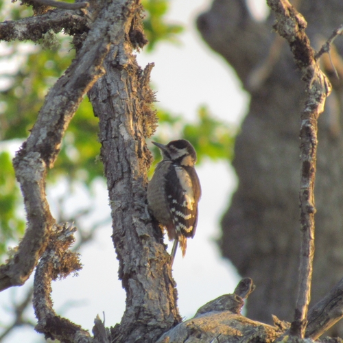 Great Spotted Woodpecker
