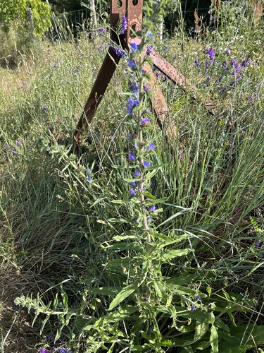 viper's-bugloss