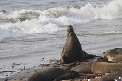 Northern Elephant Seal