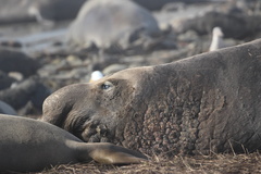 Northern Elephant Seal