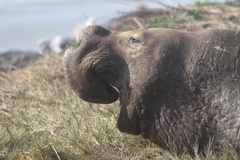 Northern Elephant Seal