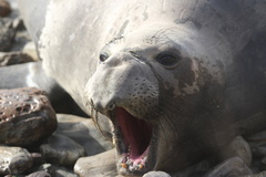 Northern Elephant Seal