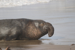 Northern Elephant Seal