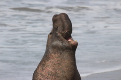Northern Elephant Seal