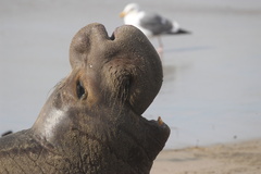Northern Elephant Seal