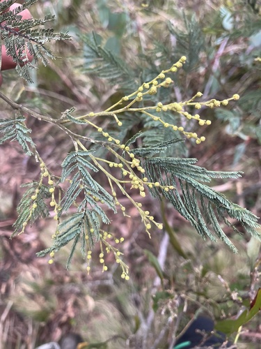 Silver wattle