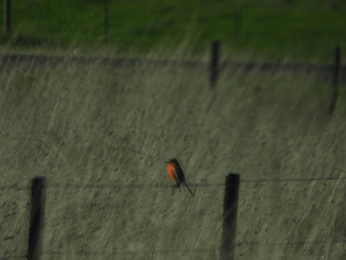 Flame Robin