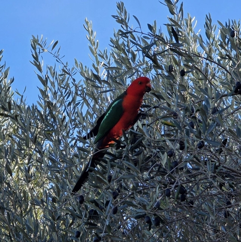 Australian King Parrot