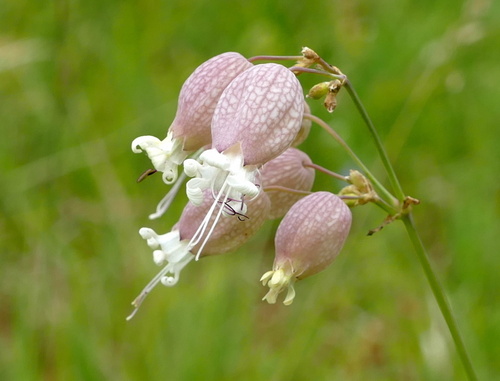 bladder campion