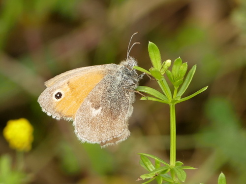 Small Heath