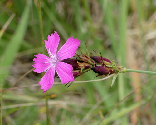 Carthusian Pink